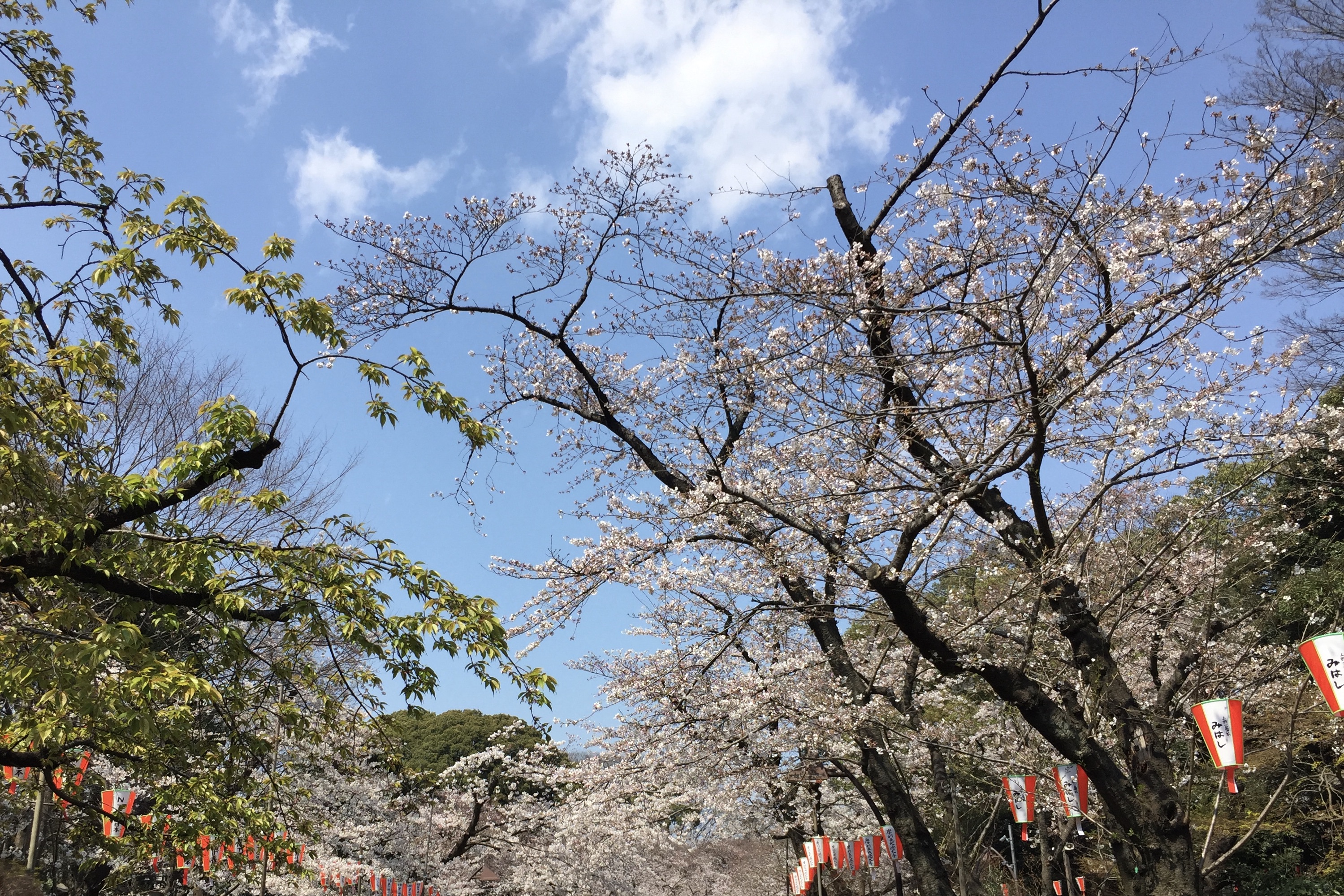 Cherry Blossums in Ueno Park